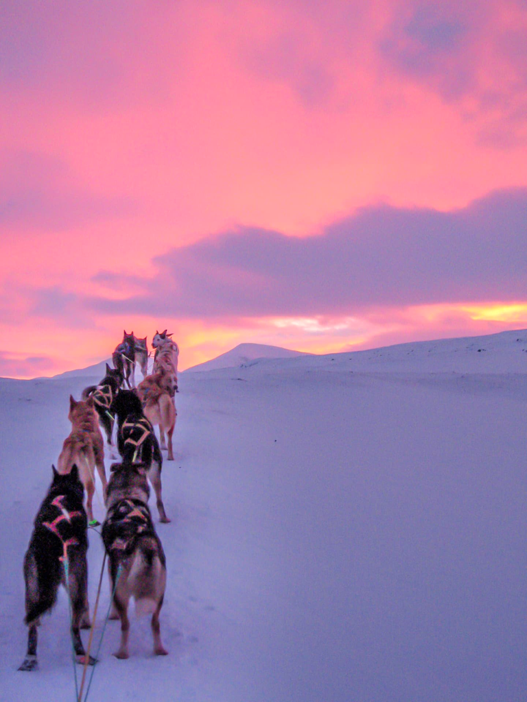 Dogsledding Day Trip in Tromsø, Norway 🇳🇴