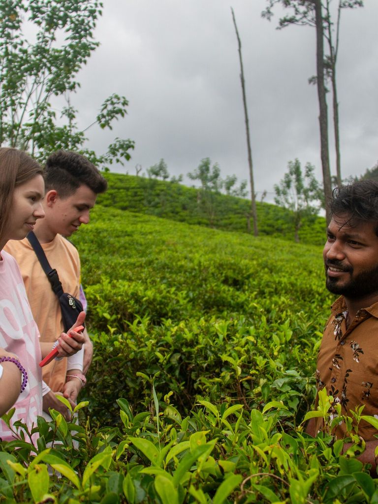 Learn the Art of Ceylon Tea in Ella, Sri Lanka 🇱🇰